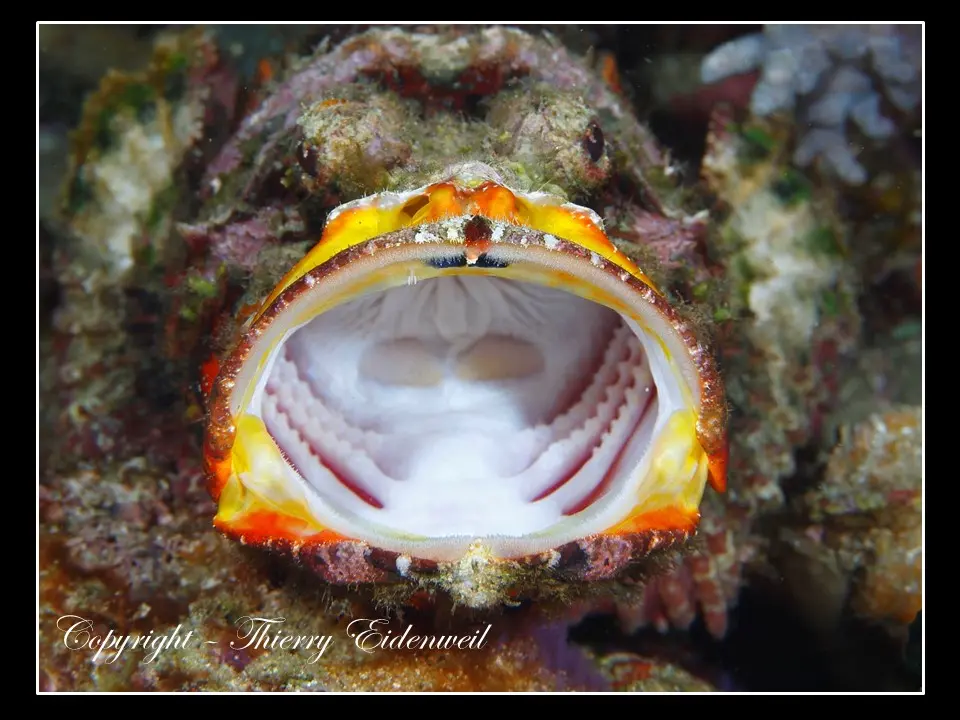 Anilao Macro Dive Media Highlight